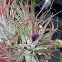 ナデシコ,花菖蒲,クチナシ　八重咲き,紫陽花 アジサイ あじさい,エアープランツ/チランジアの画像
