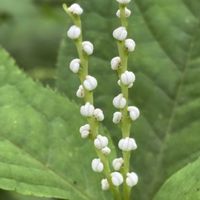 ヒトリシズカ,フタリシズカ,野草,北海道,在来種の画像