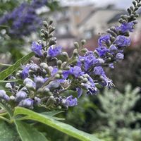 セイヨウニンジンボク,セイヨウニンジンボク,常緑ヤマボウシ,紫陽花 アナベル,花のある暮らしの画像
