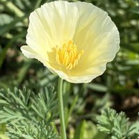 ハナビシソウ,花のある暮らしの画像