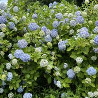 アジサイ,紫陽花,お花,紫陽花 アジサイ あじさい,花のある暮らしの画像