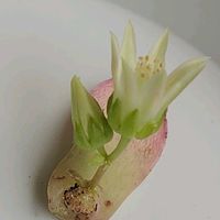 キウイ,アエオニウム キウイ,多肉植物,多肉初心者,アエオニウム属の画像