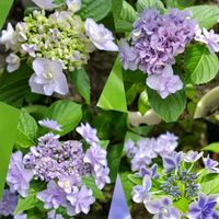 アジサイ,地植え,我が家の庭,かわいい花,紫陽花の季節の画像