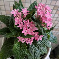 ペンタス,茉莉花,泰山木 たいさんぼく,可愛い,白い花の画像