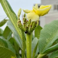 プルメリア,実生,オザキフラワーパーク,熱帯植物,熱帯果樹の画像