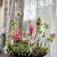 ケイトウ,ウツボカズラ,常山アジサイ 碧の瞳,タニワタリノキ(谷渡りの木),バラミミエデンの画像