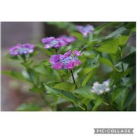 アジサイ,オカトラノオ,カサブランカ,クチナシ　八重咲き,元気をありがとう٩( ᐛ )وの画像