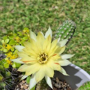 ワカミドリ,般若,プラム,オウゴンマルバマンネングサ,黄花白檀の画像