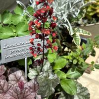 ヒューケラ,寄せ植え,ガーデニング,カラーリーフ,GSに感謝。の画像