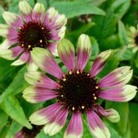 エキナセア,地植え,ガーデニング,花のある暮らし,小さな庭の画像