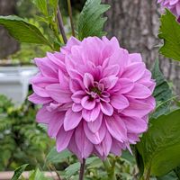 皇帝ダリア,公園散歩,今日のお散歩,歩くの大好き♡の画像