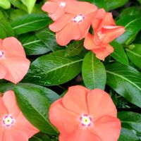 寄せ植え,花のある暮らし,小さな庭の画像