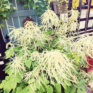 アルンクス チャイルドオブツーワールド,シェードガーデン,花のある暮らし,宿根草の庭,旭川の画像