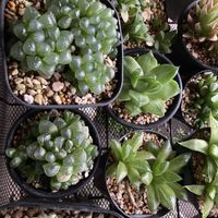 レイトニー,ハオルチア オブツーサ,多肉植物,ハオルチア属,植物のある暮らしの画像