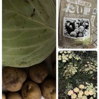 イタリアンパセリ,お裾分け,富山支部,チバリーヒルズ,家庭菜園の画像