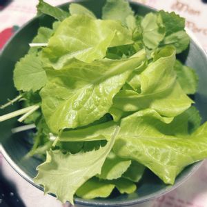 サラダ菜,サニーレタス,サニーレタス,種から,野菜 水耕栽培の画像
