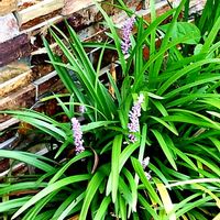 ヤブラン,仕事帰りに,通り道のお宅の花壇に,お水は自動散水が取付けてありますの画像