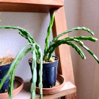 リプサリス,リプサリス パラドクサ,観葉植物,植物のある暮らし,みどりのある暮らしの画像