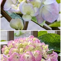 トケイソウ,紫陽花,スズムシ,スズムシ,桔梗（ききょう）の画像