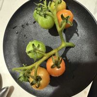 ミニトマト,プチトマト,ぷちぷよ（プチトマト）,プチぷよ,サビダニの画像