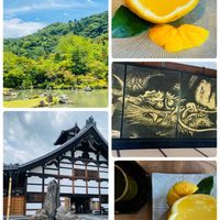 ハス,夏みかん,ヤマアジサイ  美方八重,ナツロウバイ,半夏生 はんげしょうの画像