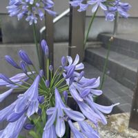 アガパンサス,放置栽培,神奈川県,玄関アプローチの画像