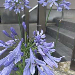 アガパンサス,放置栽培,神奈川県,玄関アプローチの画像