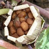 シクラメン,シクラメンの種,Juneの会,秘密の花園♡,2020年6月同期No.003の画像