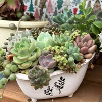多肉植物,多肉寄せ植え,エケベリア属,多肉大好き,多肉植物 エケベリアの画像
