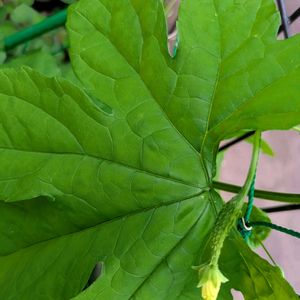 キュウリ,ゴーヤ,ナス,ピーマン,自家栽培の野菜達の画像
