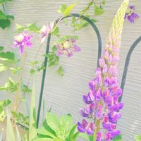 クレマチス,ルピナス,クレマチス 大河,庭の画像