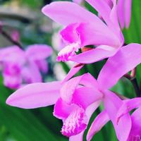シラン,シラン（紫蘭）,ピンクの花,ちょっと前,今日のお花の画像
