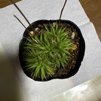 ツメレンゲの画像