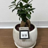 ガジュマルの画像