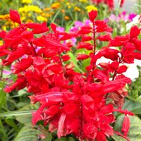 サルビア,感謝,夏の花,優しい気持ち,小学生の画像