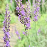 ラベンダー,イングリッシュラベンダー,あさがお,庭の花,挿し木の画像