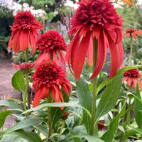 アジサイ,コリウス,コリウス,紫陽花,エキナセア エキセントリックの画像