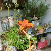アガパンサス,コリウス,ペンタス,多肉植物いろいろ,多肉植物の画像