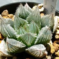 ハオルチア,ハオルチア,多肉植物,ハオルチア属,透明な窓の画像