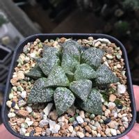 ハオルチア,ハオルチア トリコロル,多肉植物,ハオルチア属,ハオルシア属     の画像