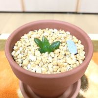 ハオルチア,ハオルチア・オブツーサ,観葉植物,Room  Plant♪,夢物語工房の画像