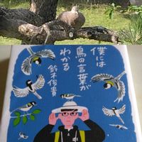 ドクダミ,ヒマワリ,サボテンのつぼみ,松 まつ,アジサイコンペイトウの画像