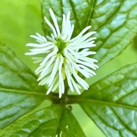 ヒトリシズカ,わりと好きシリーズ❣️,大自然大好き仲間❣️,Love Nature,ほったらかし仲間の画像