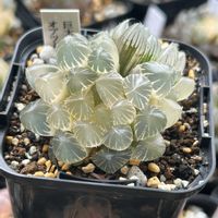 ハオルチア,巨大ブルーレンズオブツーサ錦,多肉植物,軟葉系ハオルチア,斑入り。の画像