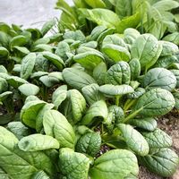 ニラ,正月菜,ちぢみ菜,家庭菜園の画像