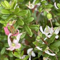 クランベリー,ボトルツリー,ブルーウイング,寄せ植え＊,ほしつながりの画像