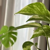 ポトス,観葉植物,緑のある暮らし,リビング・ダイニングの画像
