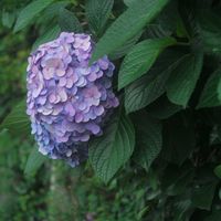 ハオルチア,多肉植物,観葉植物,塊根植物,サボテン科の画像