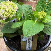 サボテン,四季咲きアジサイ 霧島の恵,紫陽花 霧島の恵,サボテンのお花,サボテンの寄せ植えの画像