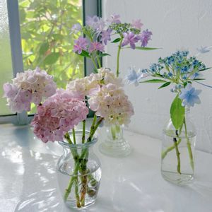 アジサイ,コットンキャンディー,アジサイ 隅田の花火,ヤマアジサイ 紅,ダンスパーティーの画像